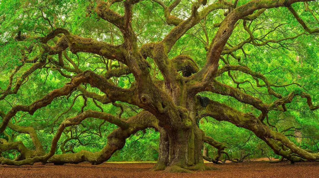 /merkle-tree/featured-image.webp